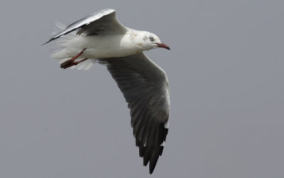Gray-hooded Gull 6124.jpg