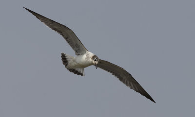 Franklin's Gull 6143.jpg