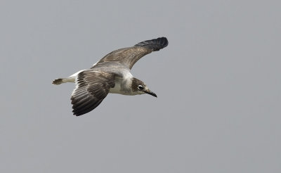 Franklin's Gull 6147.jpg