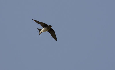 Gray-breasted Martin 6323.jpg