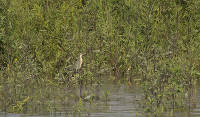 Striated Heron 6489.jpg