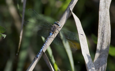 dragonfly  6495.jpg