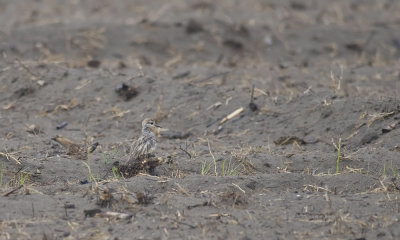 Tawny-throated Dotterel 6632.jpg