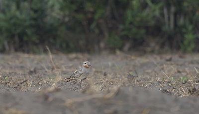 Tawny-throated Dotterel 6671.jpg