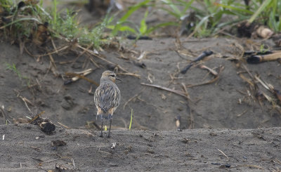 Tawny-throated Dotterel 6698.jpg