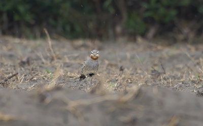 Tawny-throated Dotterel 6678.jpg