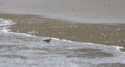 Whimbrel 6730.jpg