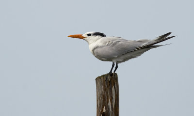 Royal Tern 6769.jpg