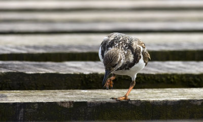 Ruddy Turnstone 6802.jpg