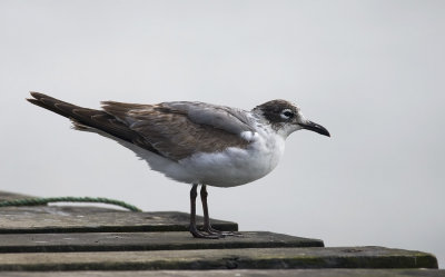 Franklins Gull 6815.jpg