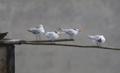 Royal Tern 6931.jpg