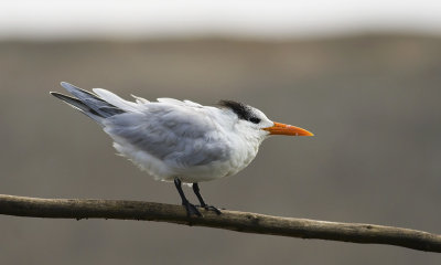 Royal Tern 6950.jpg