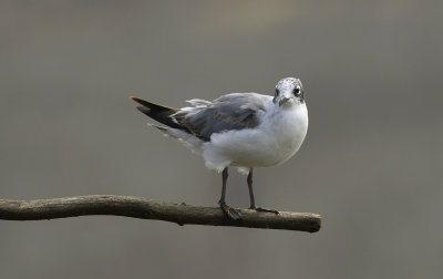 Franklins Gull 6960.jpg