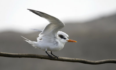Royal Tern 6978.jpg