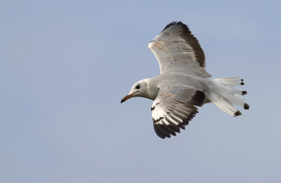 Gray-hooded Gull 7005.jpg