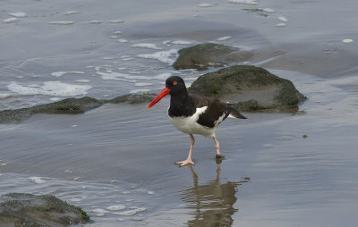 American Oystercatcher 7044.jpg