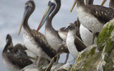 Blue-footed Booby 7092.jpg