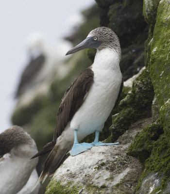 Blue-footed Booby 7120.jpg