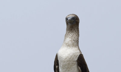 Blue-footed Booby 7135.jpg