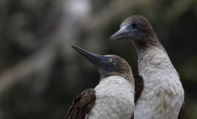Blue-footed Booby 7167.jpg