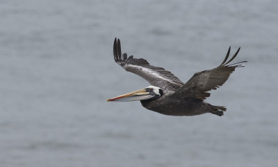 Peruvian Pelican 7268.jpg