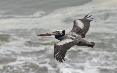 Peruvian Pelican 7281.jpg