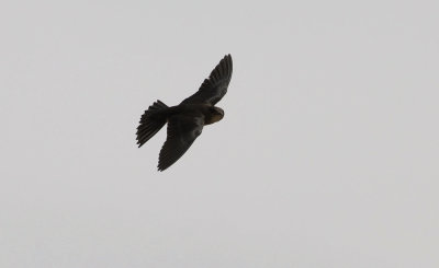 Gray-breasted Martin 7349.jpg