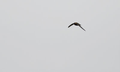 Chestnut-collared Swift 7415.jpg