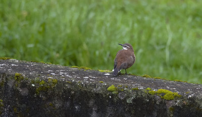 White-winged Cinclodes 7490.jpg