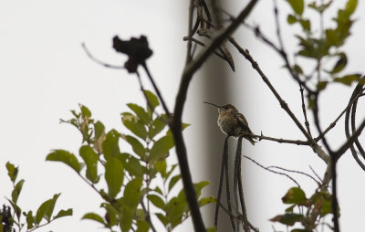 Purple-collared Woodstar 7528.jpg