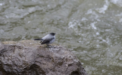 Torrent Tyrannulet 7561.jpg