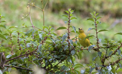 Black-crested Warbler 7738.jpg