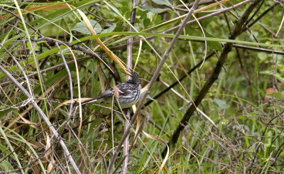 Black-crested Tit-tyrant 7824.jpg