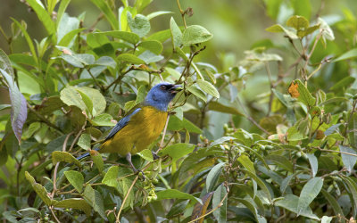 Blue-and-yellow Tanager 7898.jpg