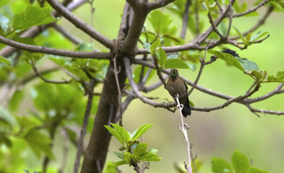 Tyrian Metaltail 7910.jpg