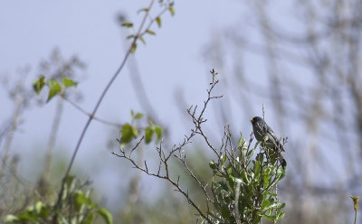 Band-tailed Seedeater 7947.jpg