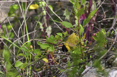 Hooded Siskin 7972.jpg