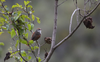 Baron's Spinetail 8038.jpg