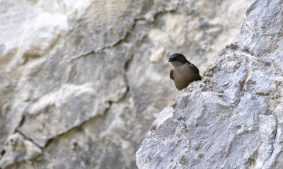Blue-and-white Swallow 8251.jpg