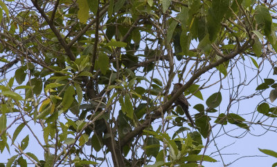Rusty-crowned Tit-spinetail 8263.jpg