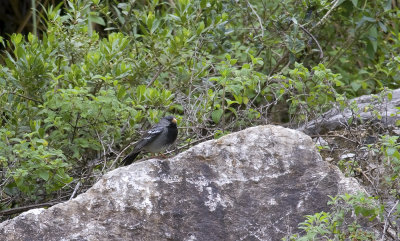 Mourning Sierra-finch 8275.jpg