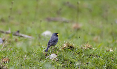 Band-tailed Seedeater 8289.jpg