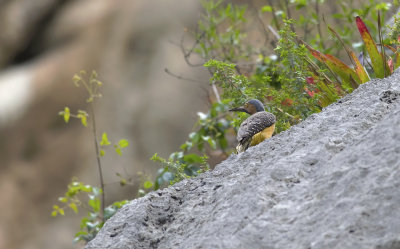 Andean Flicker 8342.jpg