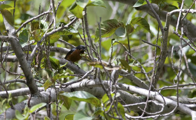 Black-throated Flowerpiercer 8467.jpg