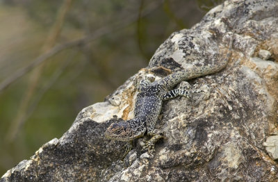 Stenocercus melanopygus?  8622.jpg