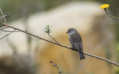 Ash-breasted Sierra-finch 8667.jpg