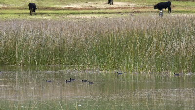 Andean Coot 8694.jpg