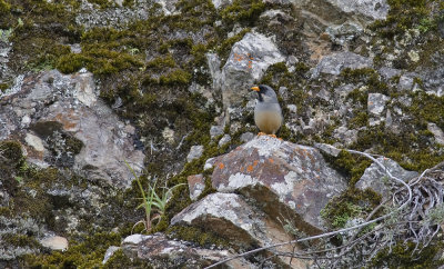 Buff-bridled Inca-finch 8707.jpg