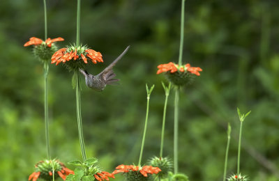 Spot-throated Hummingbird 8720.jpg