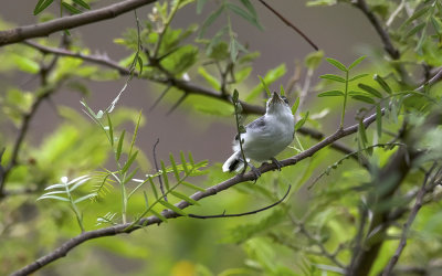 Tropical Gnatcatcher 8744.jpg